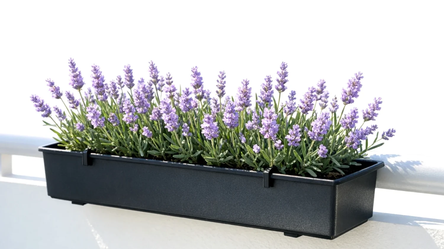Lavanda"